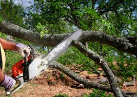 Best Tree Risk Assessment  in Bangs, TX